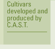 Cultivars developed and produced by C.A.S.T.