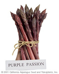 Picture of Purple Passion